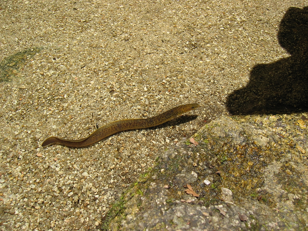 229 Mossman Gorge.jpg